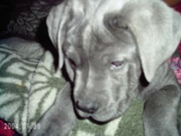 dasty_20211129_1035866874